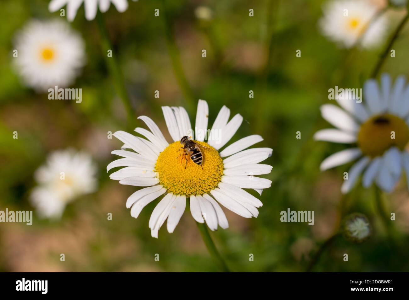 Drinking nectar bee sits on a white daisy in the spring quiet day on the meadow closeup background N Stock Photo