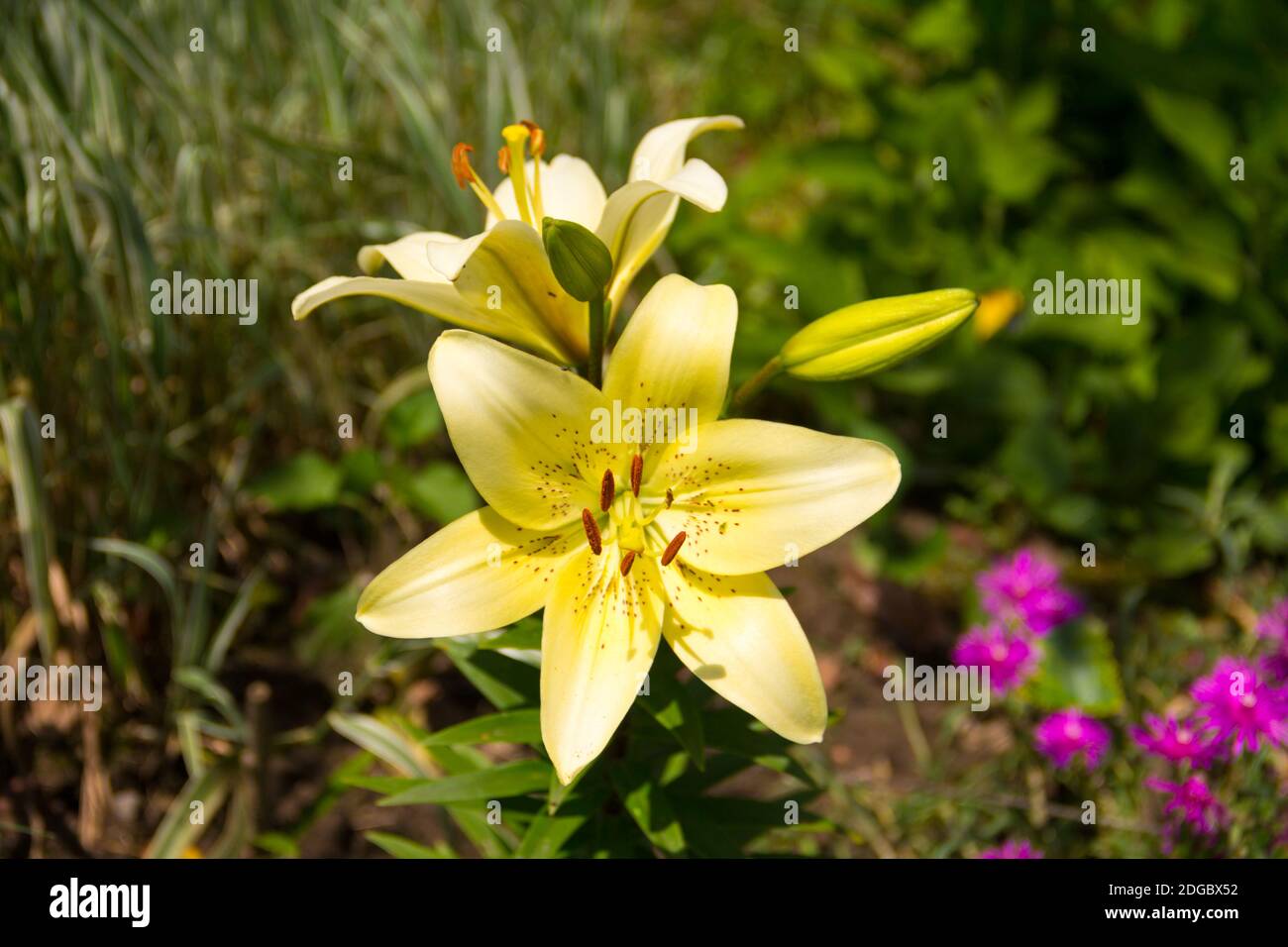 Solar tiger lily with open flowers and buds of a bright sunny day in the garden Stock Photo
