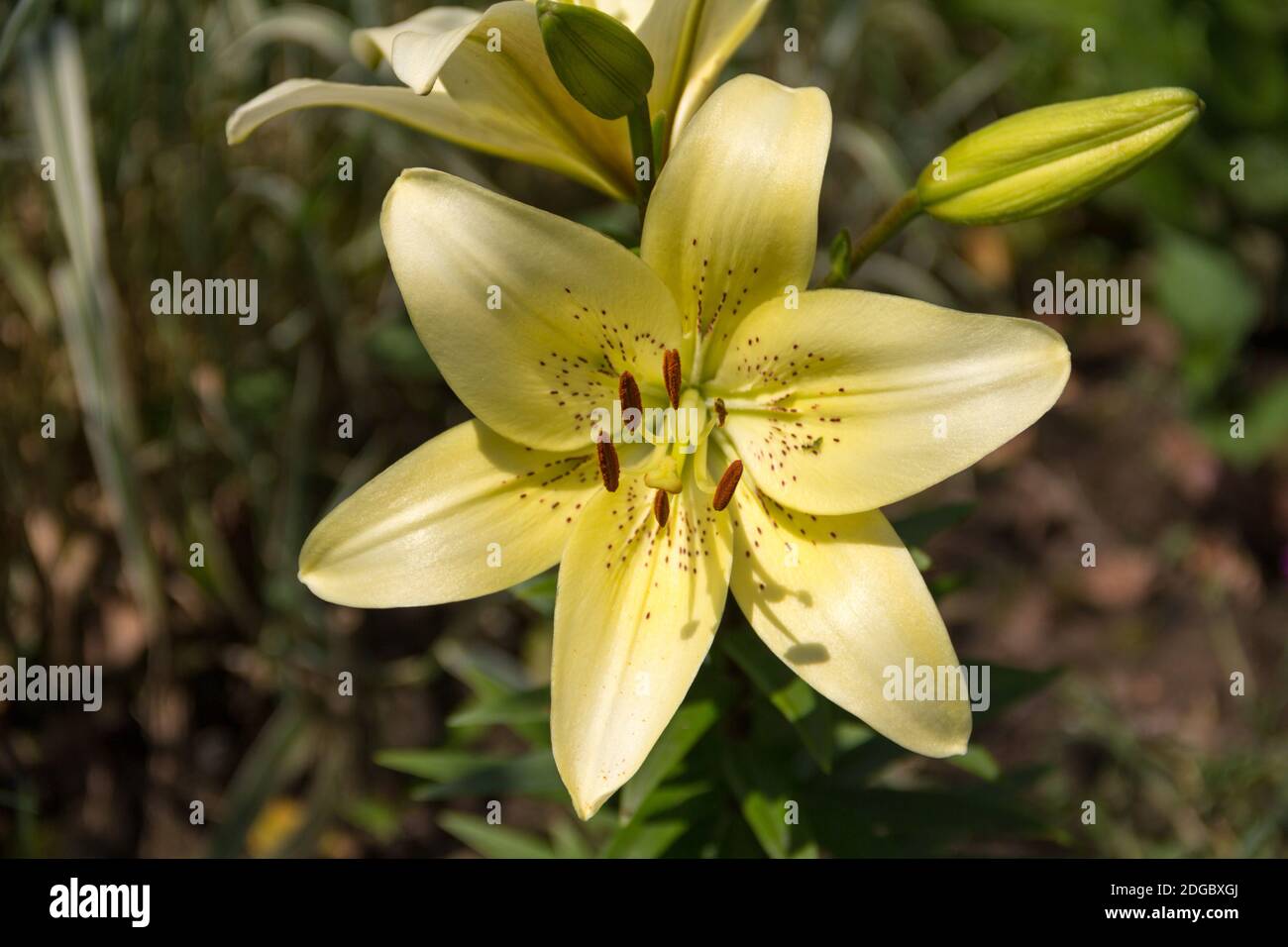 Sunny bright yellow tiger lily lemon-colored blossoms closeup Stock Photo -  Alamy