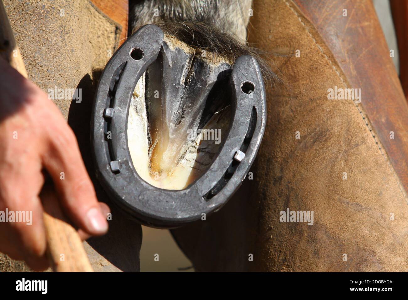 farrier with horse hoof Stock Photo Alamy