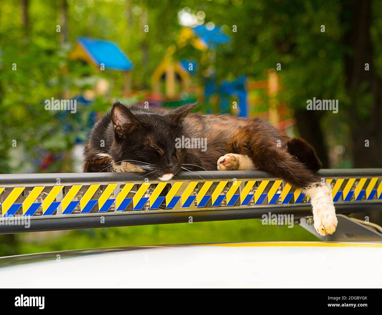Happy young black cat with white legs asleep on a multi-colored car spoiler as on a pillow Stock Photo
