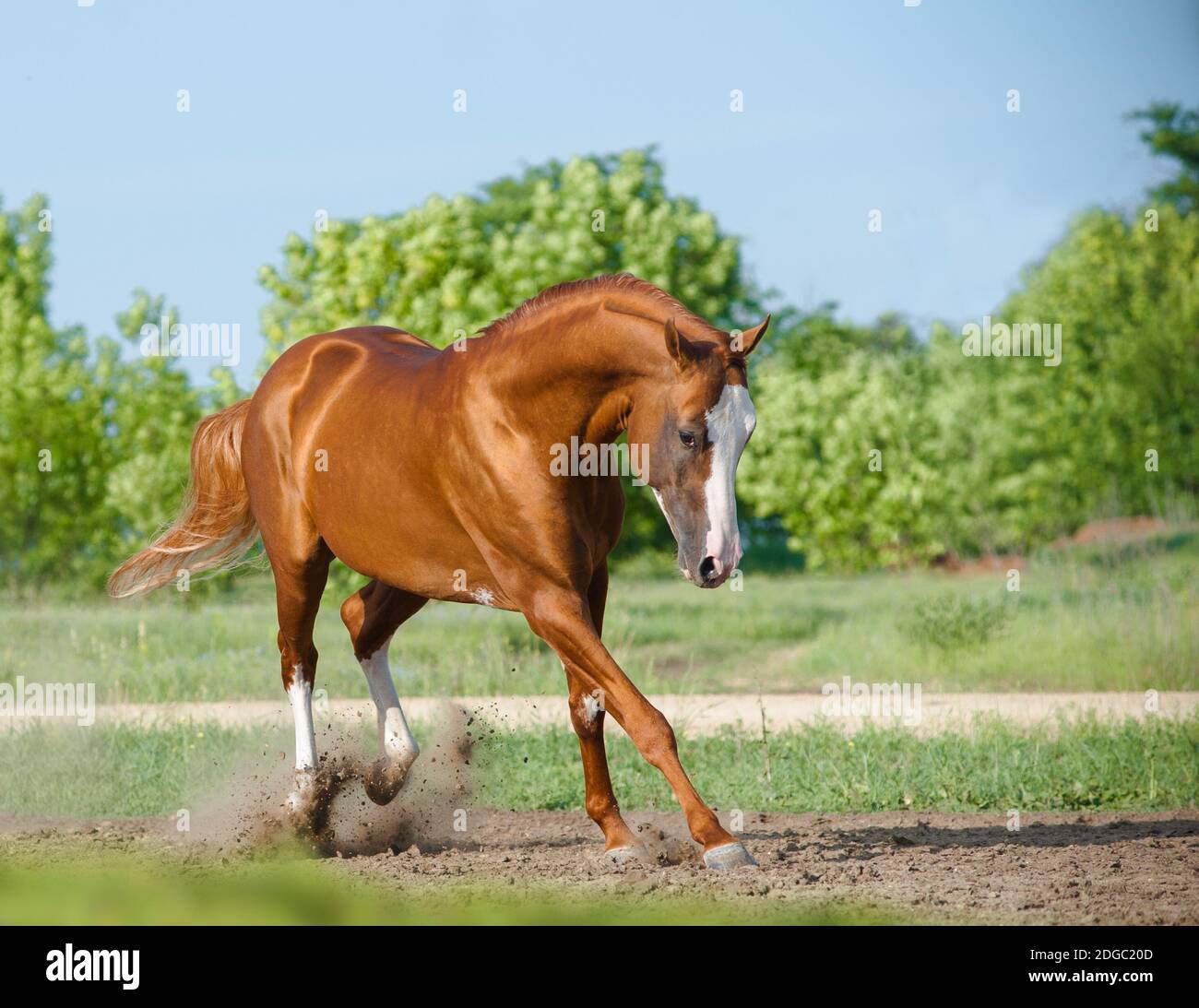 Purebred stallion playing in paddock in summer Stock Photo