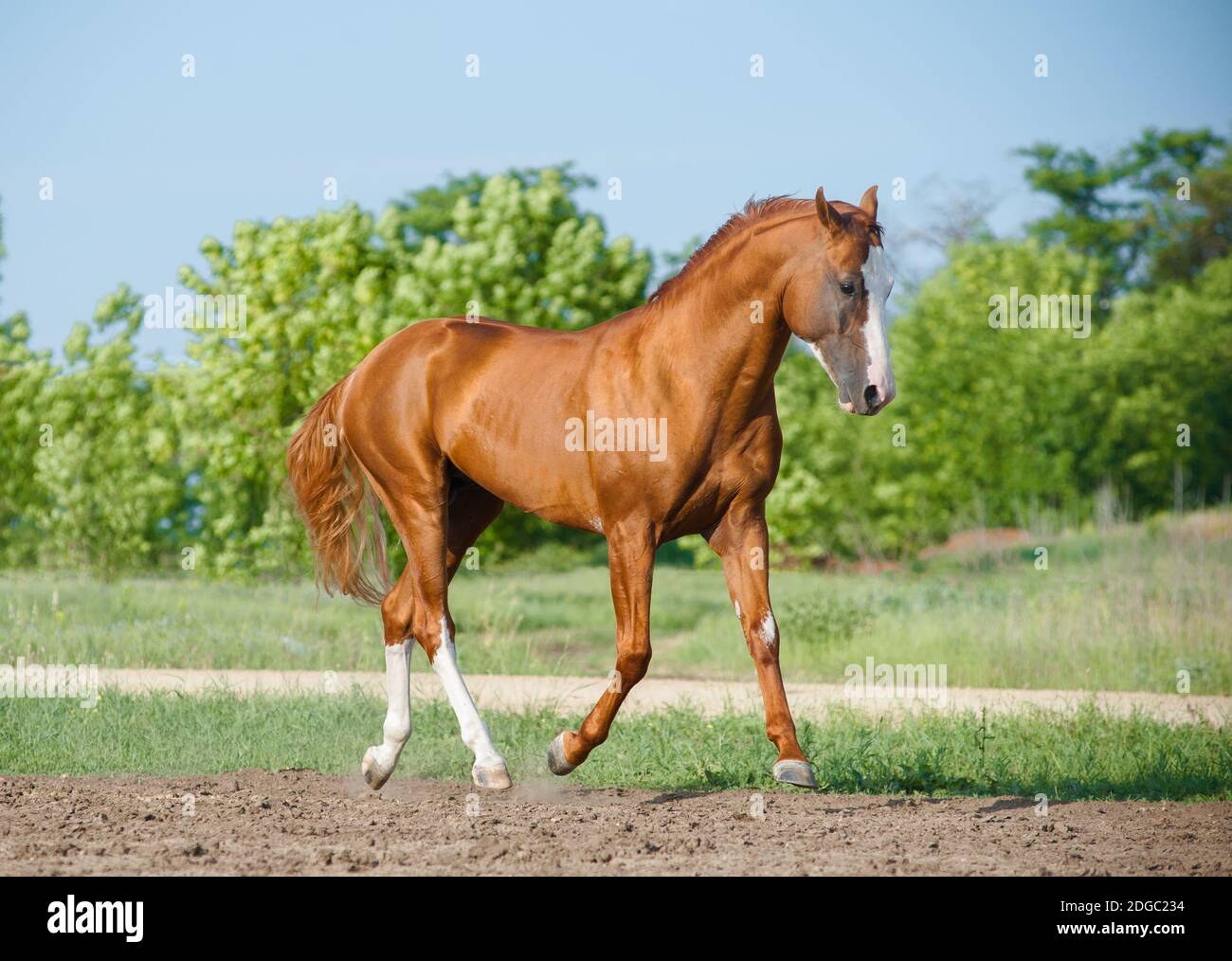 Chestnut horse walking in a field paddock outdoors Stock Photo