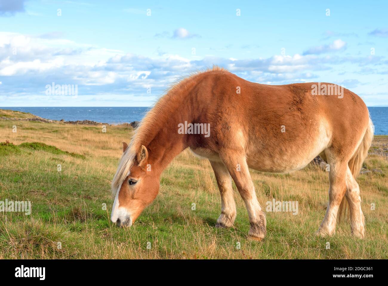 The red horse who is grazed on the seashore Stock Photo