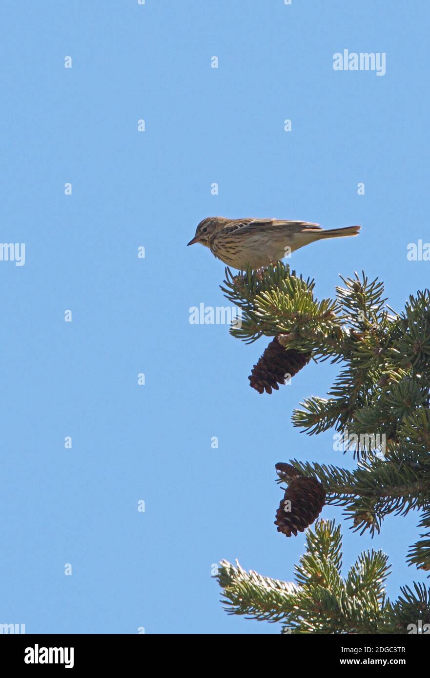 Tree Pipit (Anthus trivialis trivialis) adult perched in conifer  Ili-Alatau NP, Kazakhstan          May Stock Photo