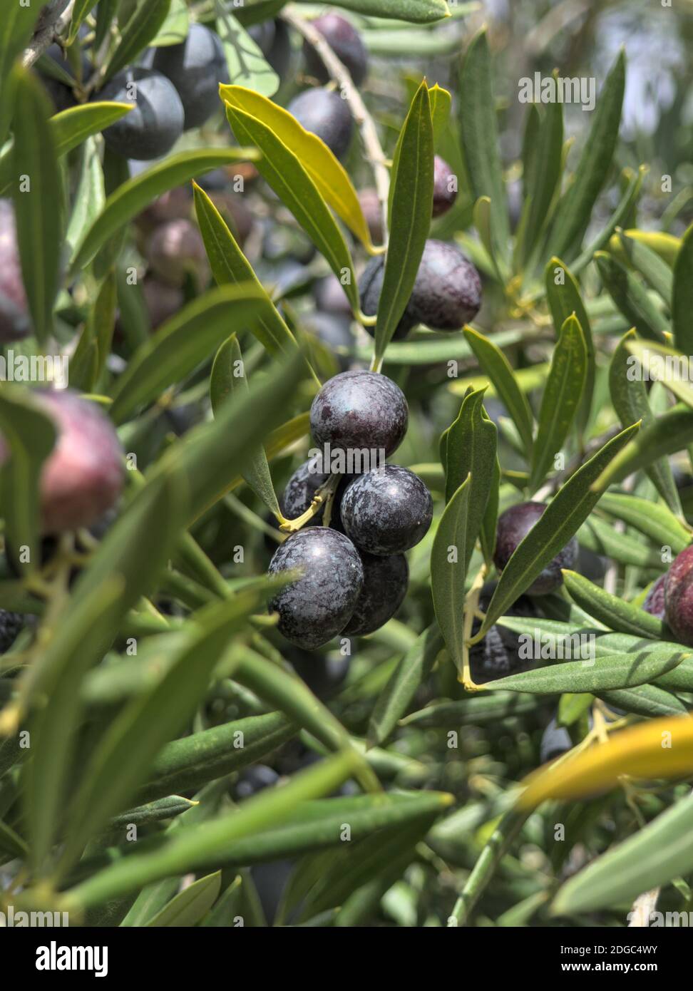 Close up olive tree branch with ripe olives ready for harvesting Stock ...