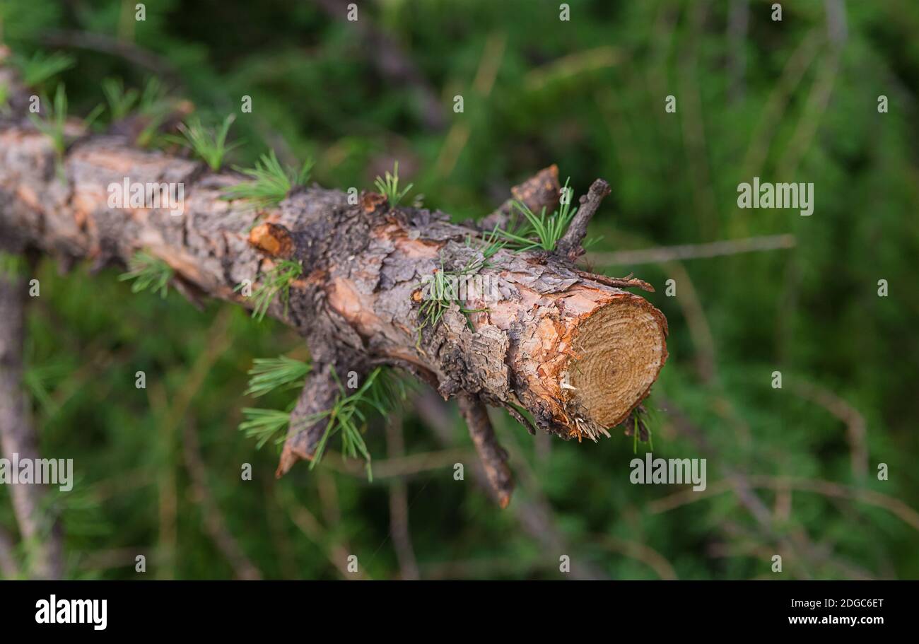 Trunk branch with knots spilled larch close-up with pattern rings Stock Photo