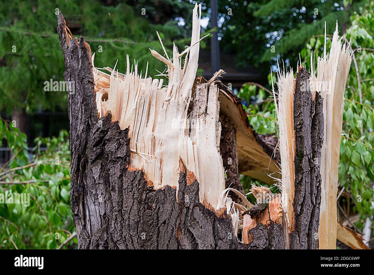 Hurricane in the woods a broken tree stump with chips close-up Stock ...