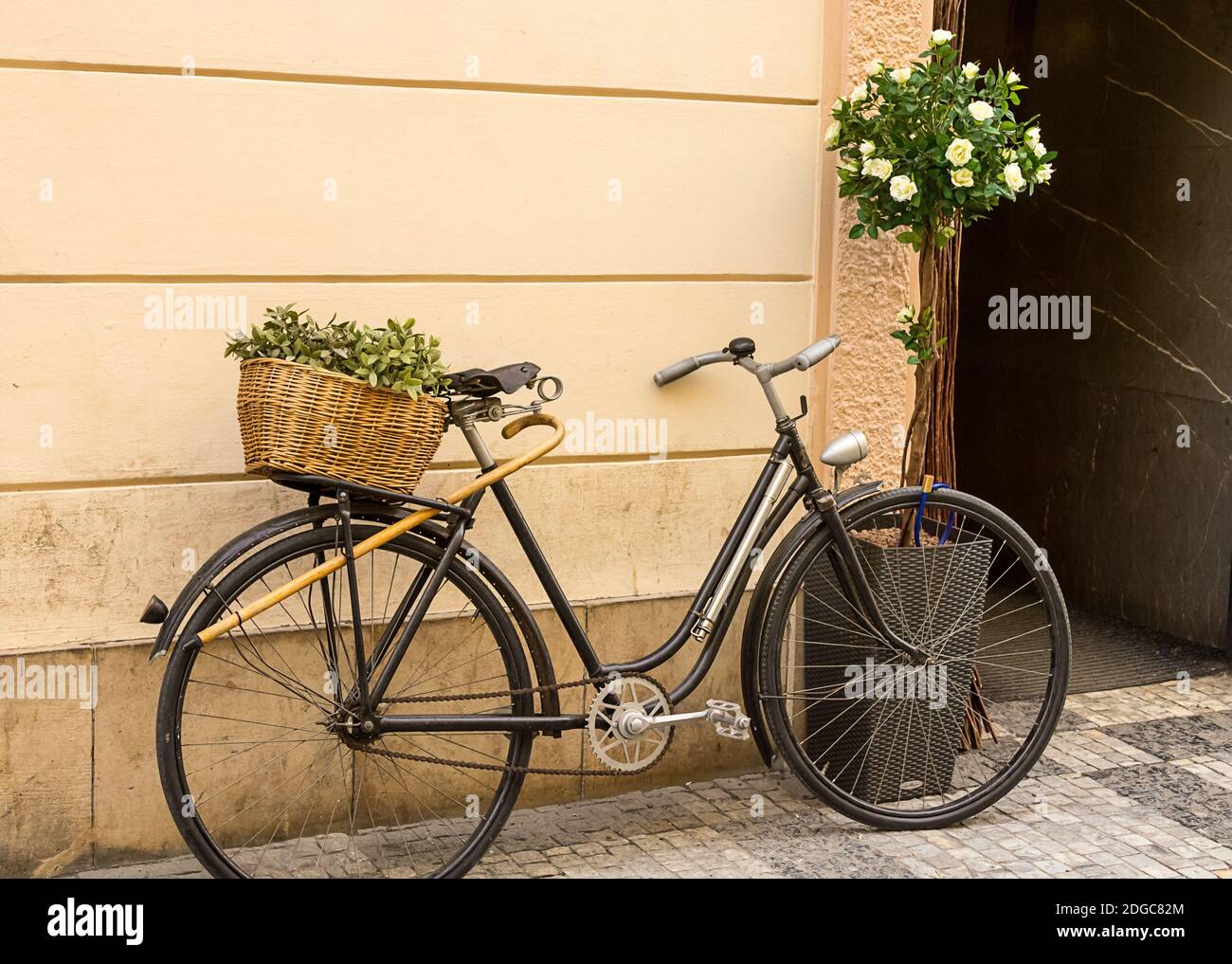 Old black bicycle wicker basket with green composition on the trunk leaning against the beige wall o Stock Photo