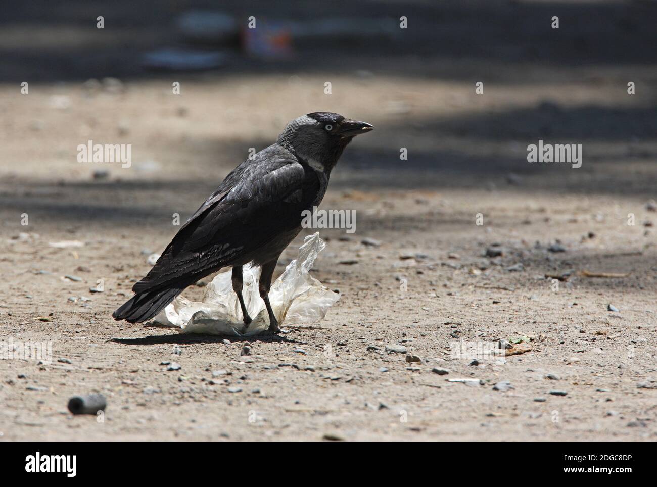 Western Jackdaw (Corvus monedula soemmerringii) adult in road eating plastic bag  Almaty province, Kazakhstan           June Stock Photo