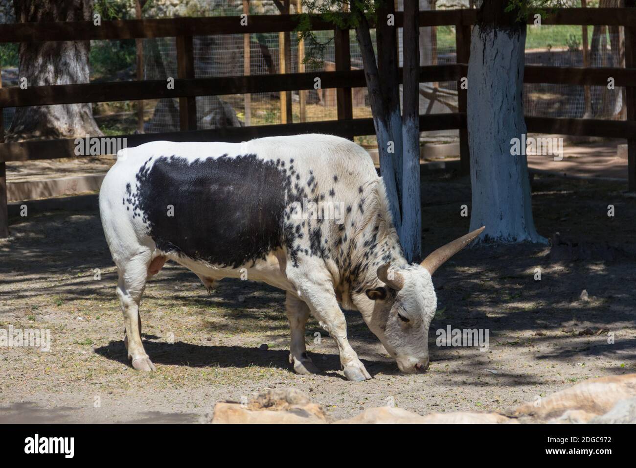White bull of the Watussi with a black spot on his side grazing in the ...