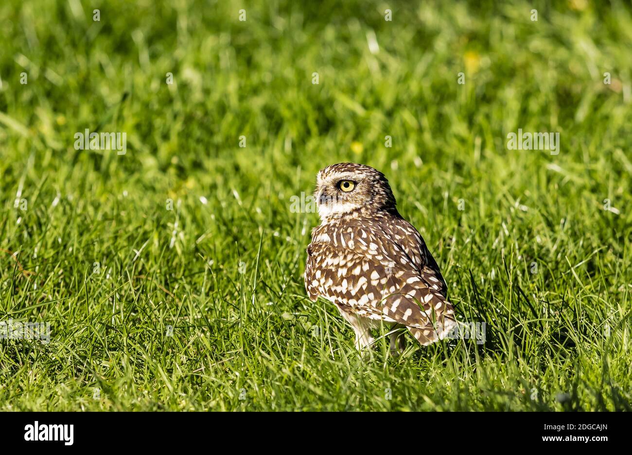 Burrowing Owl Stock Photo