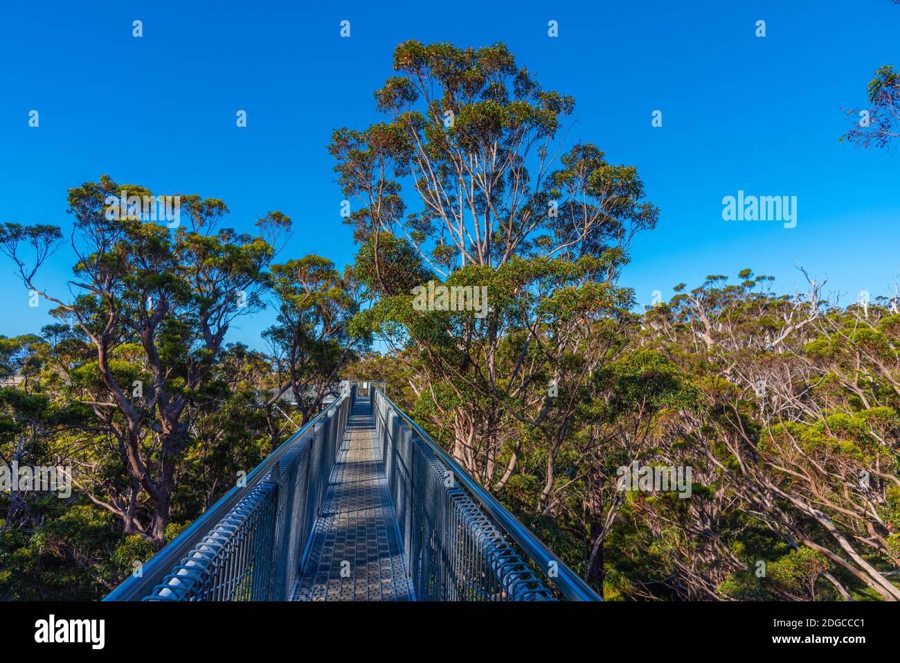 Valley of the giants tree top walk in australia Stock Photo Alamy