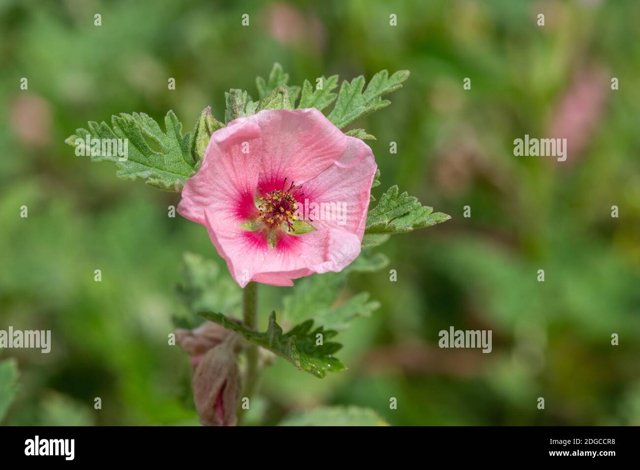 Close up of a Munros globemallow (sphaeralcea munroana) flower in bloom