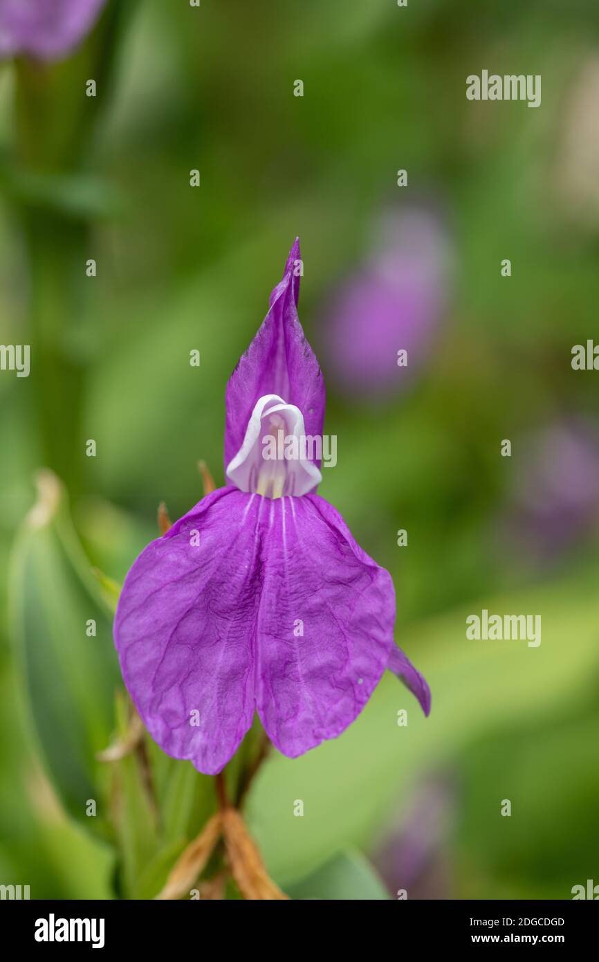 Close up of a roscoea purpurea flower in bloom Stock Photo