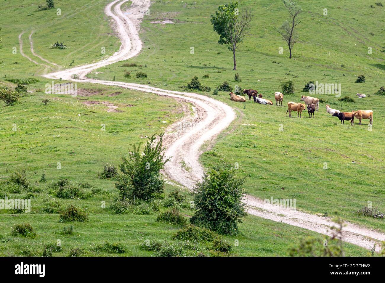 Livestock path hi-res stock photography and images - Alamy