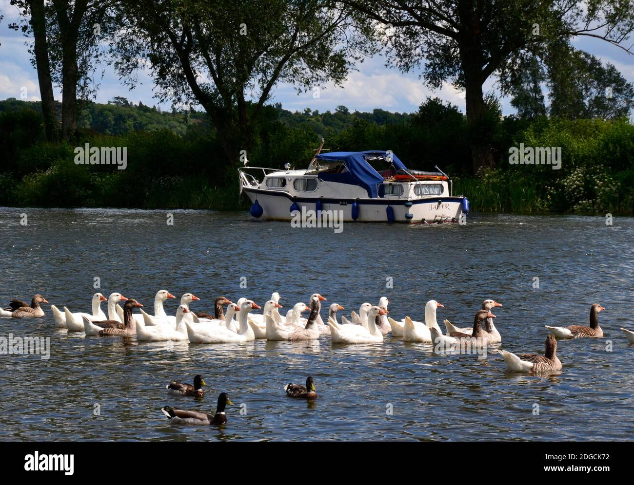 Geese on the River Thames, at Bourne End, Buckinghamshire, UK Stock Photo