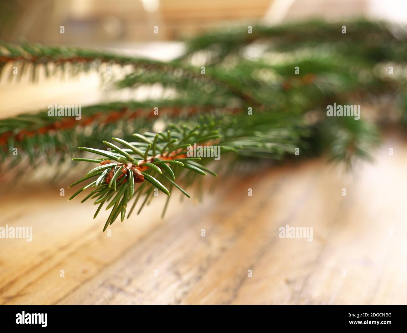 Close-up of a fir branch resting on a wooden table Stock Photo