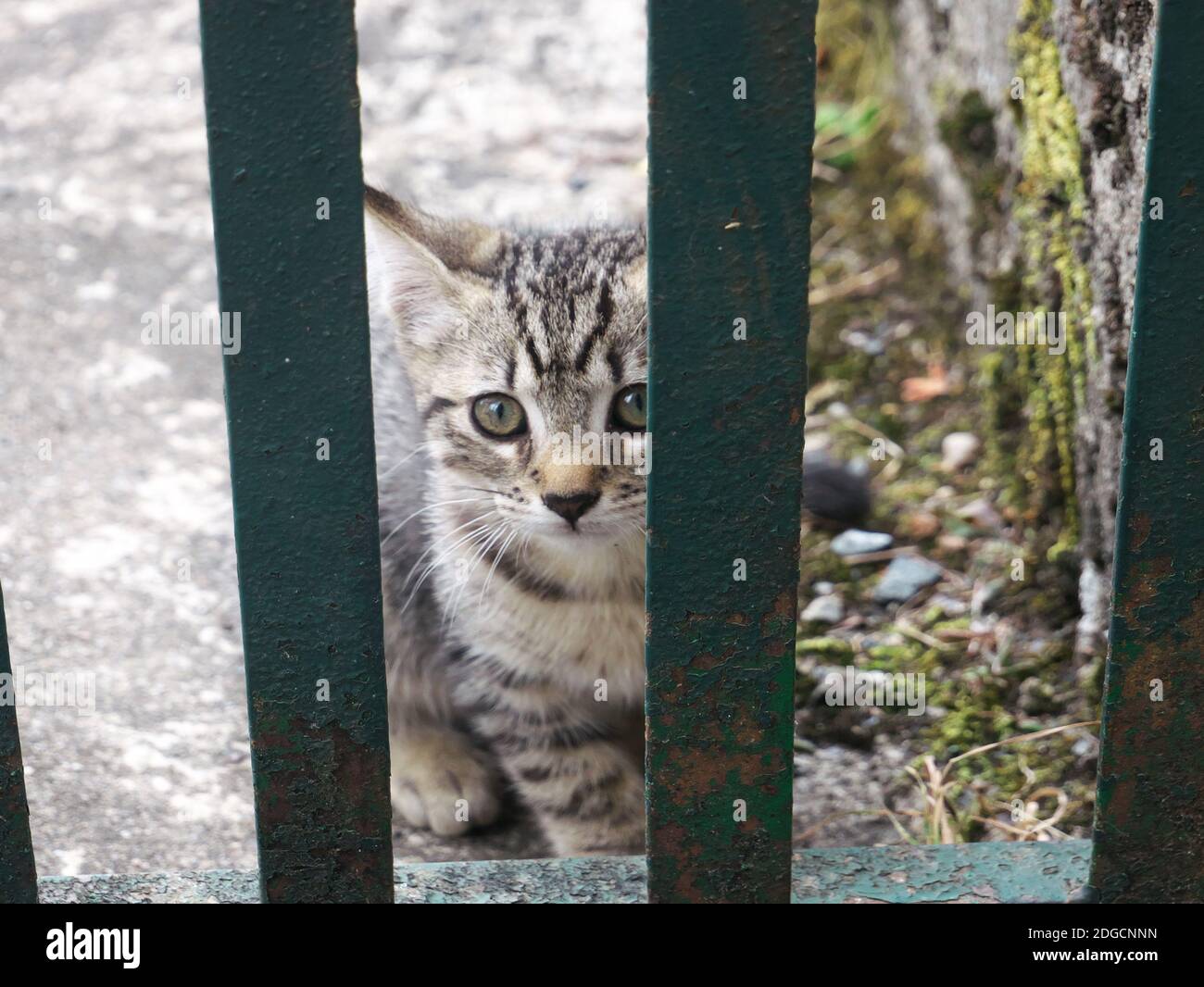 Picture of a kitten locked behind bars Stock Photo