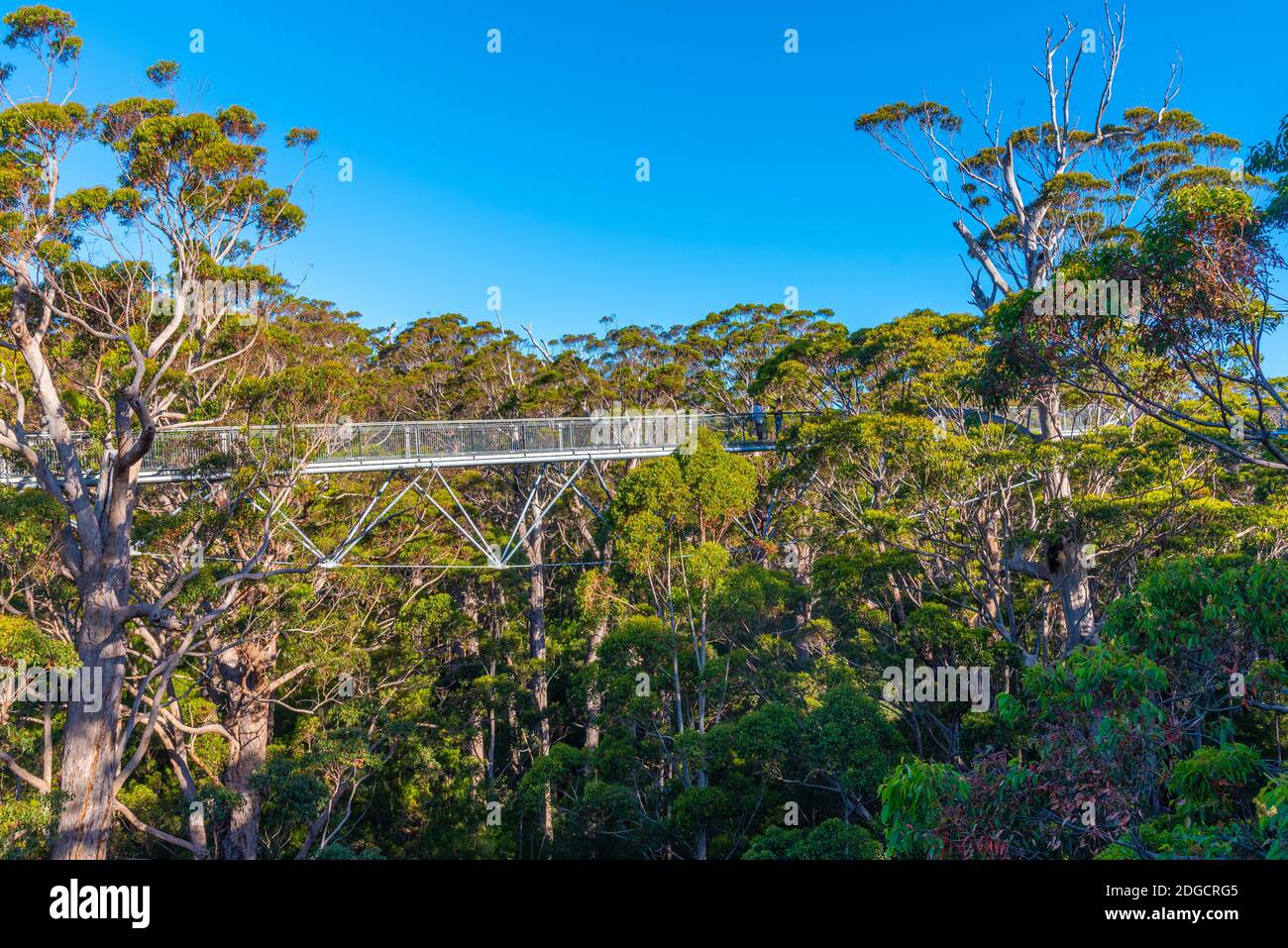 Valley of the giants tree top walk in australia Stock Photo Alamy