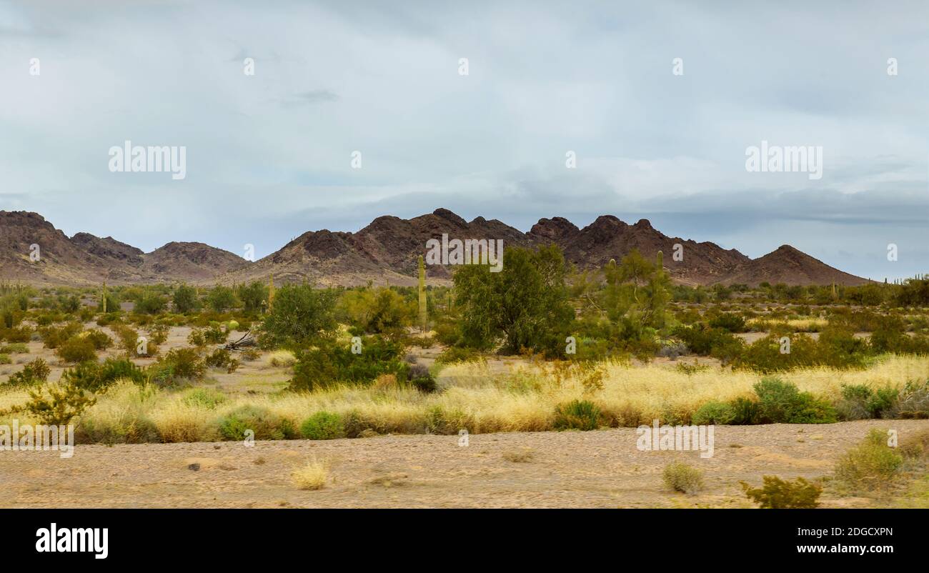 Ecosystem sonora sonoran desert hi-res stock photography and images - Alamy