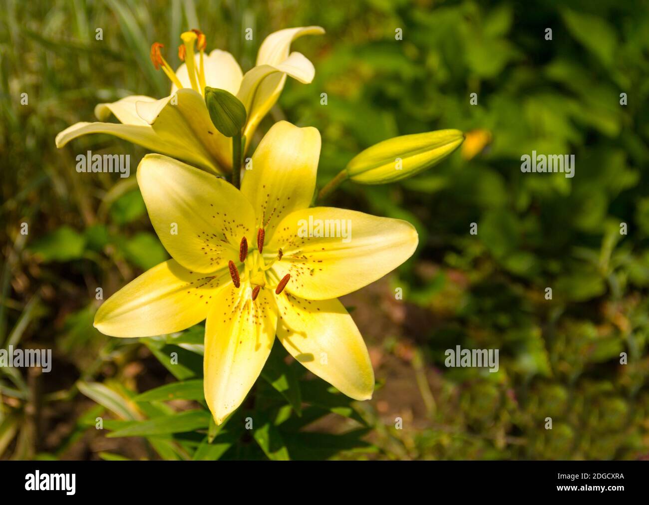 Open flower of yellow color in sunlight tiger lily close-up Stock Photo