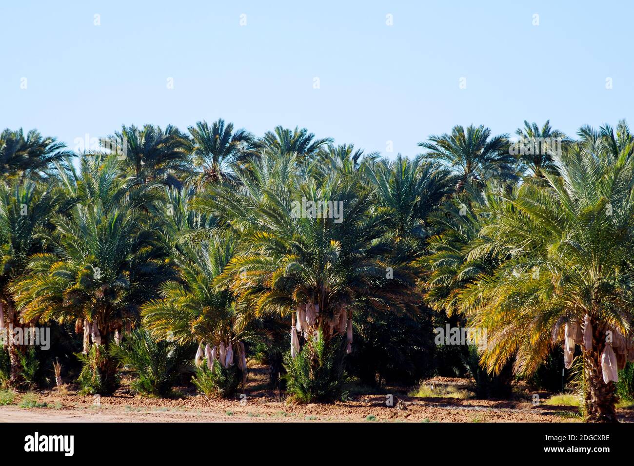 Palm tree close up amazing nature in Arizona Stock Photo