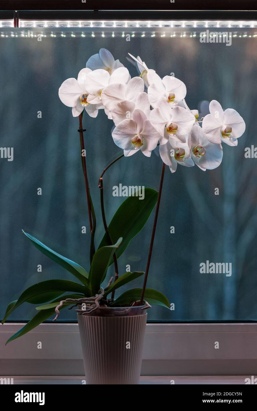 Potted moth orchid under led lamp on window sill, white Phalaenopsis amabilis blooming in winter Stock Photo