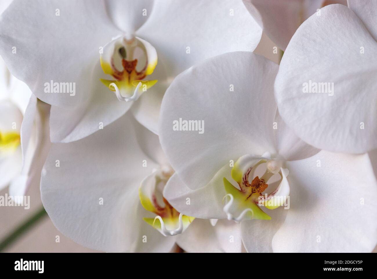 White moth orchid (Phalaenopsis amabilis (L.) Blume) closeup Stock