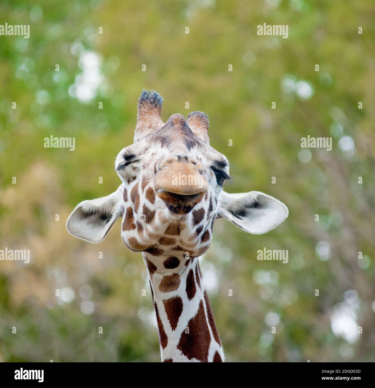 Giraffe Tongue Ear