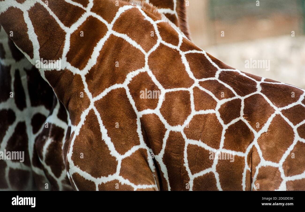 Giraffe skin close up Stock Photo