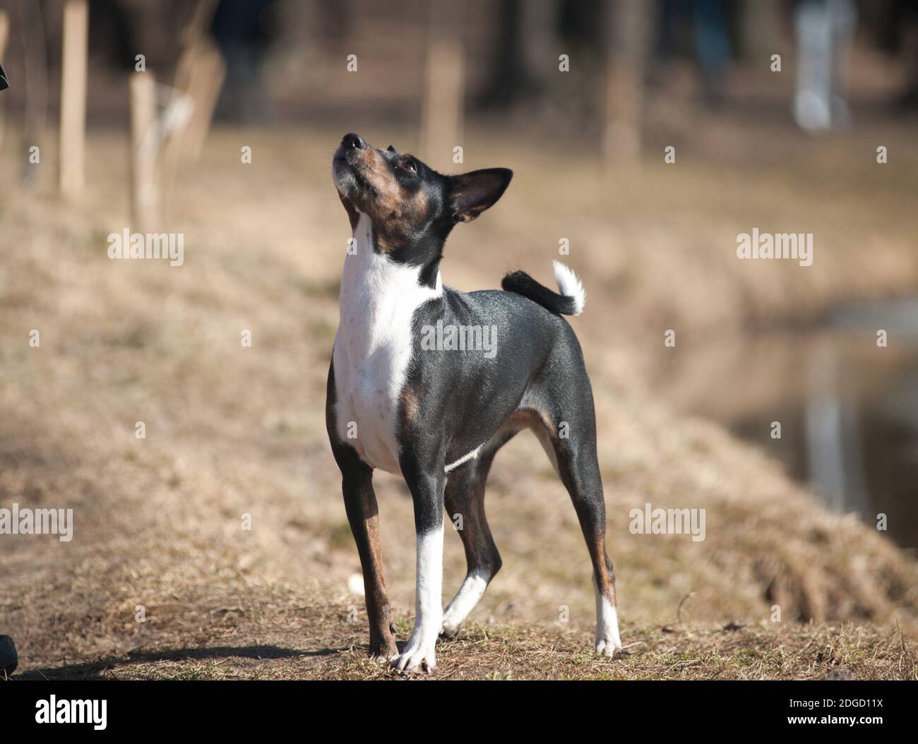 Tricolor Basenji Stock Photo Alamy