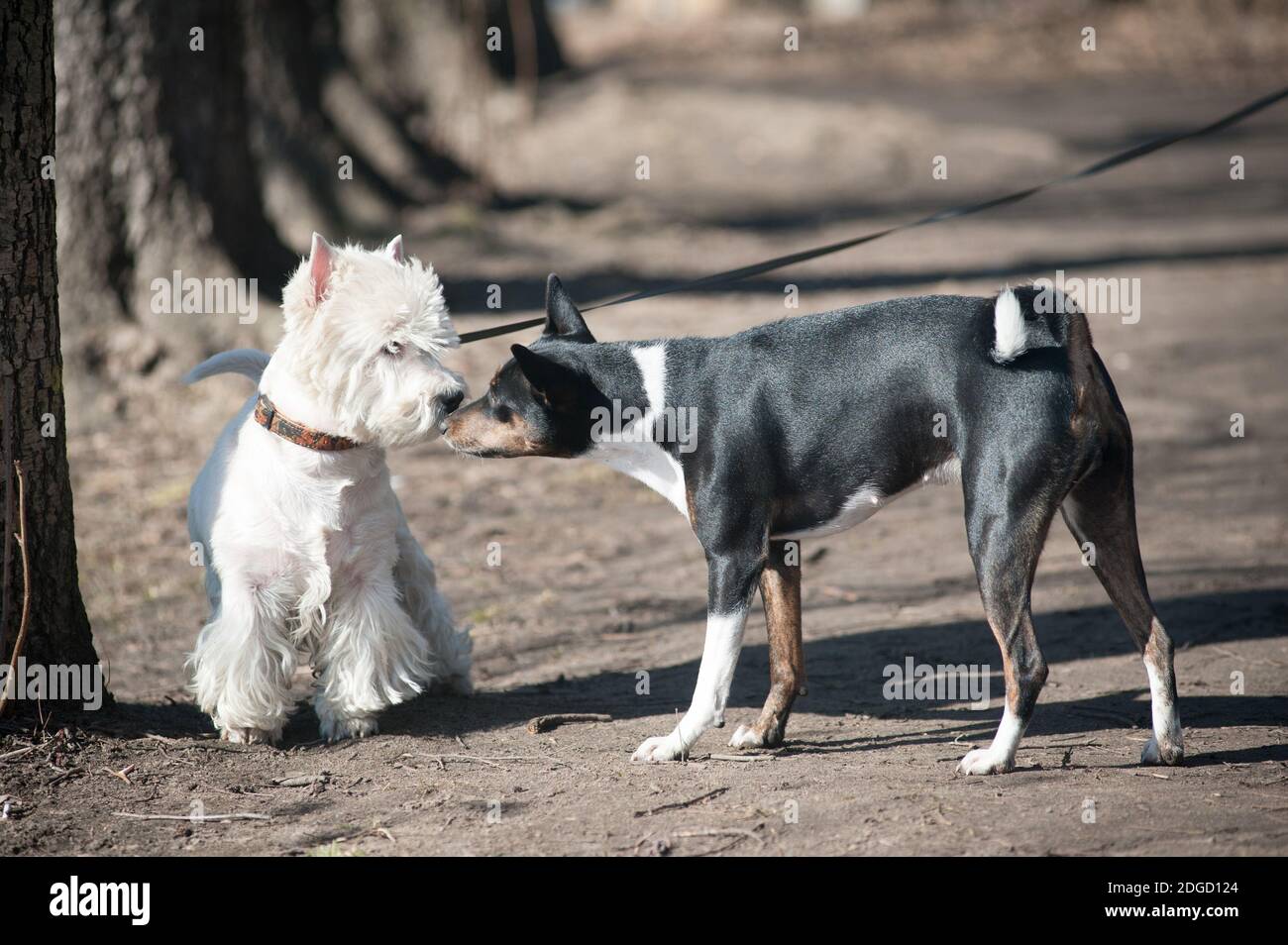 two dogs talk Stock Photo