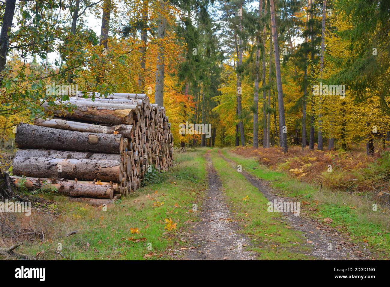 Logged wood hi-res stock photography and images - Alamy