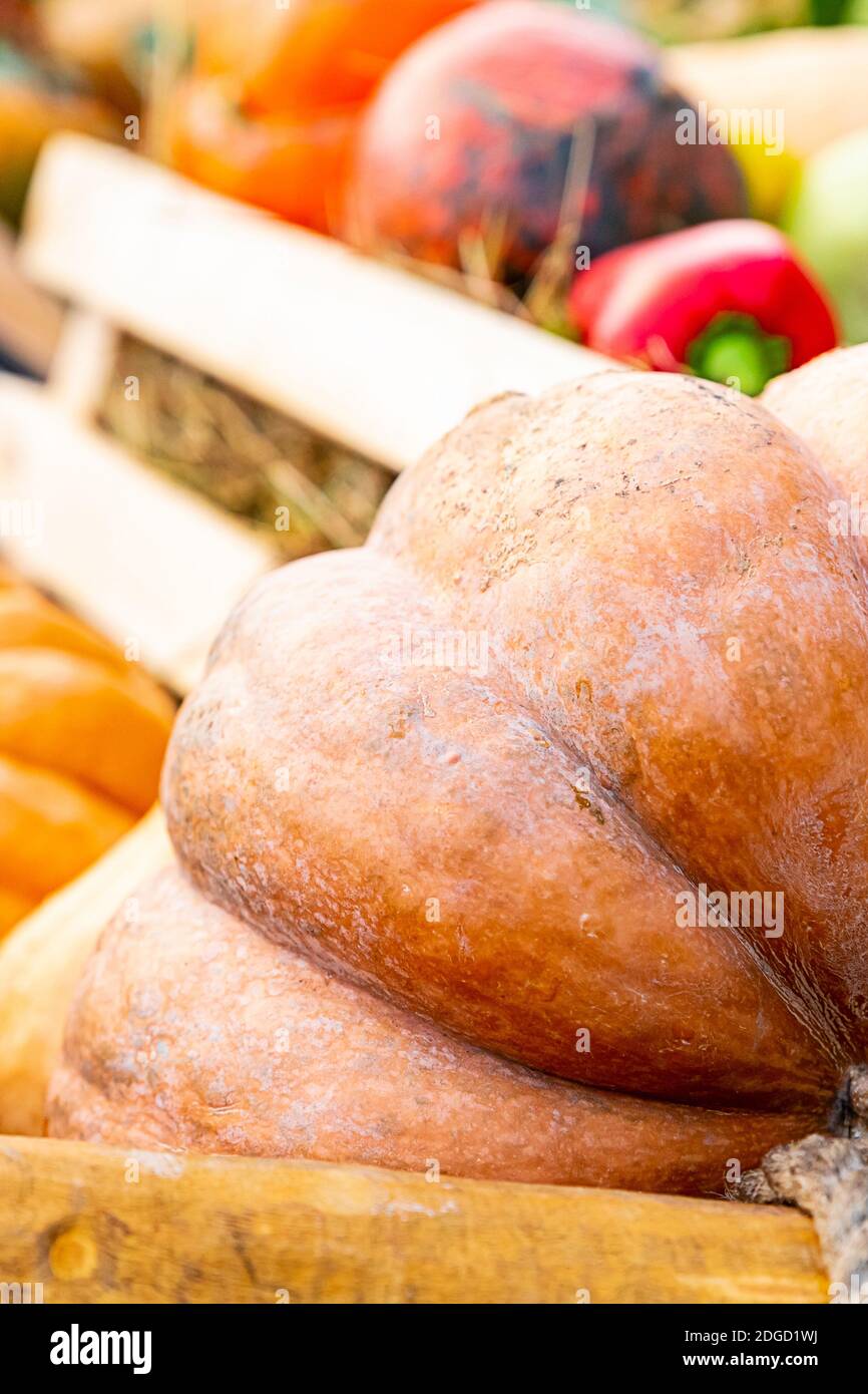 Big orange pumpkin ribbed part big vegetable part on blurred vegetables background Stock Photo