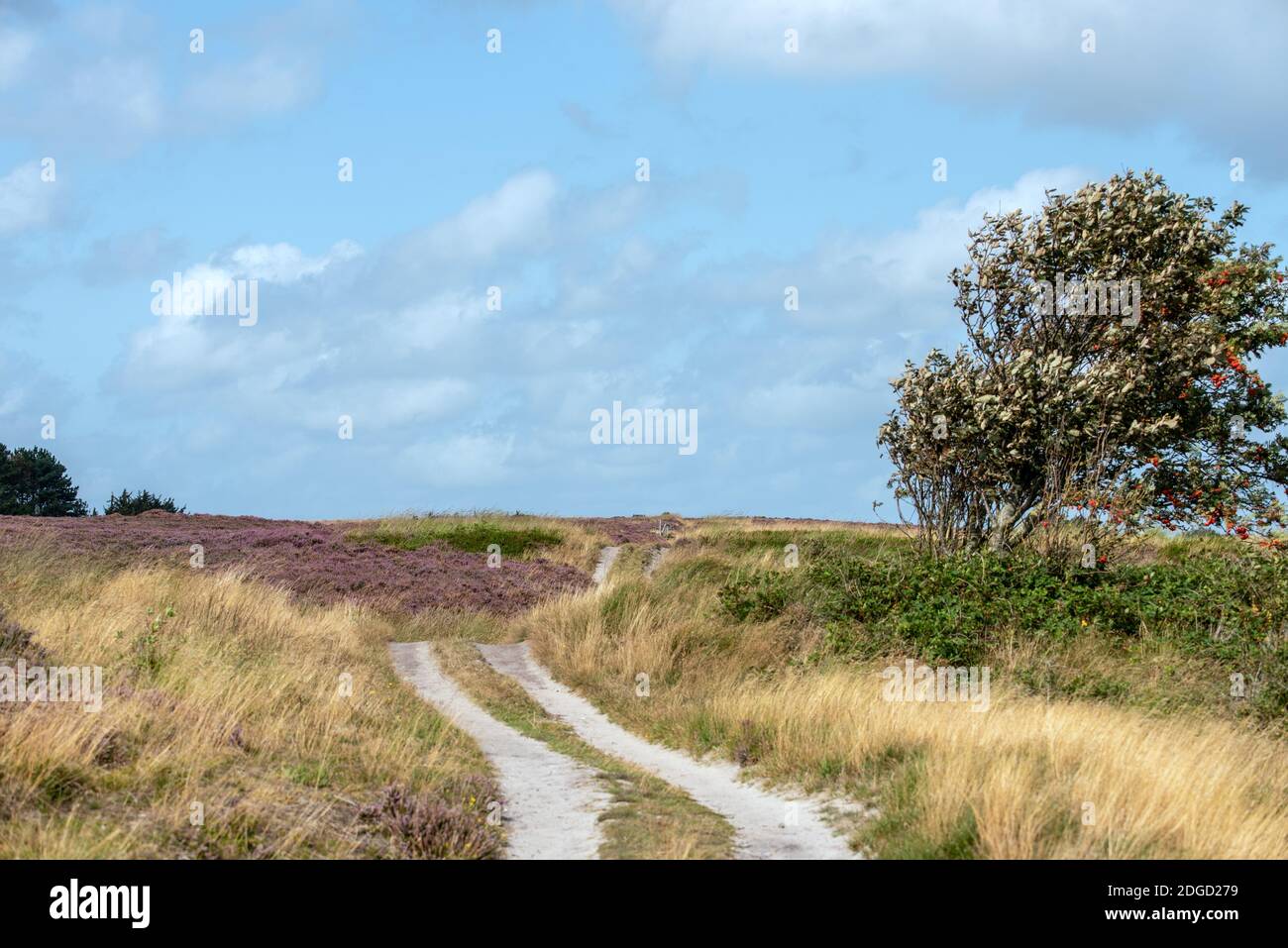 Braderuper heath Stock Photo