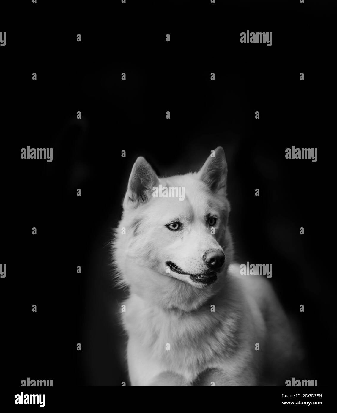Black and white husky hi-res stock photography and images - Alamy