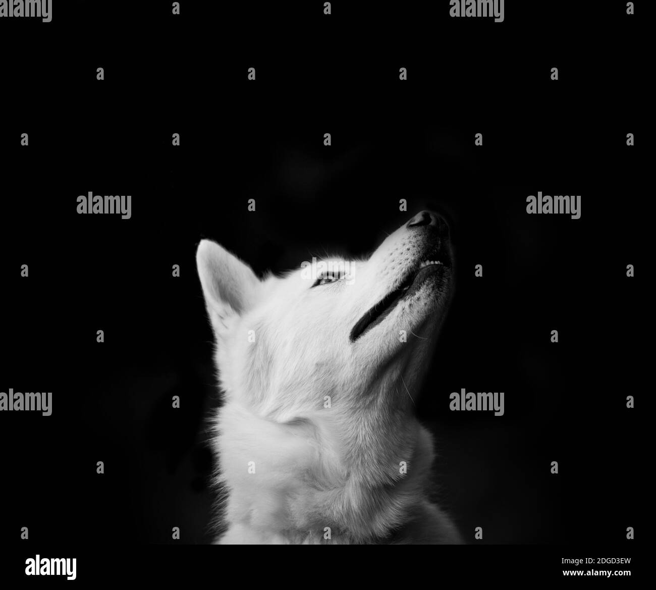 white dog looks up Stock Photo
