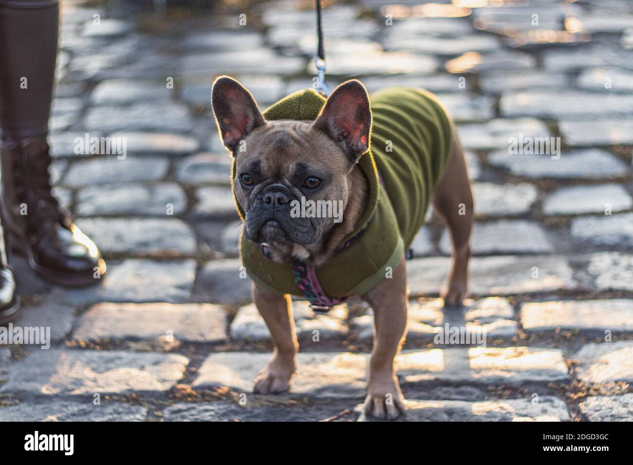 French Bulldog in Hoodie looking forward. Template for design Stock Photo