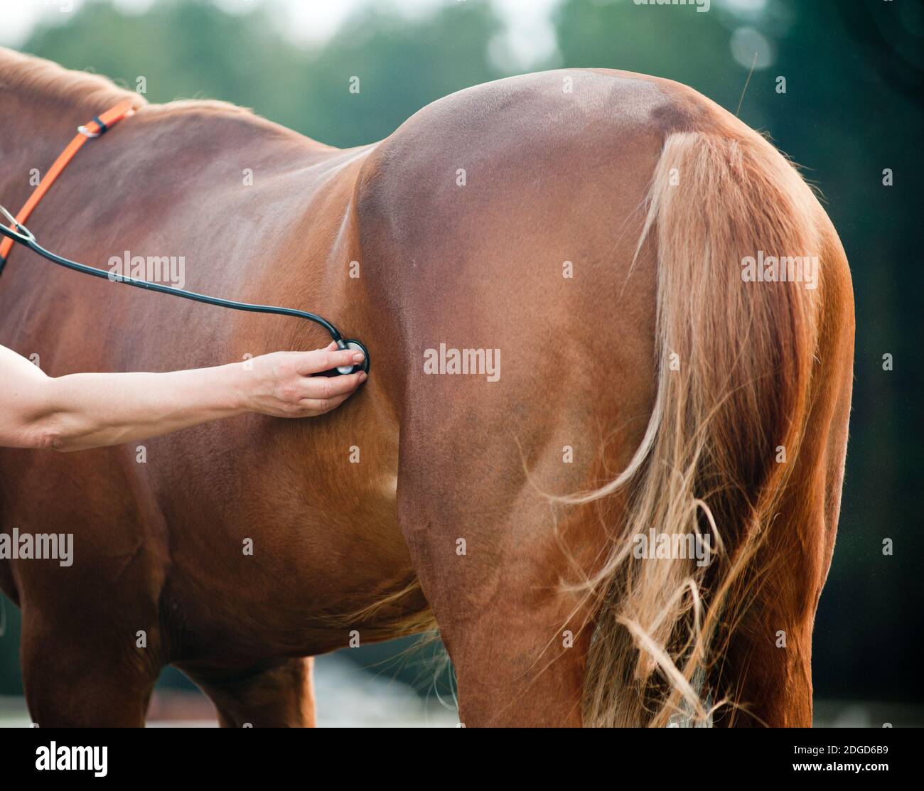 Vet examining horse Stock Photo