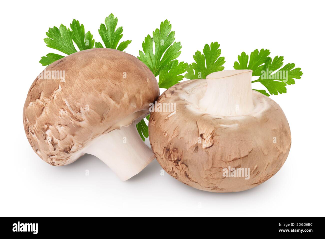 Royal Brown champignon isolated on white background with clipping path and full depth of field Stock Photo
