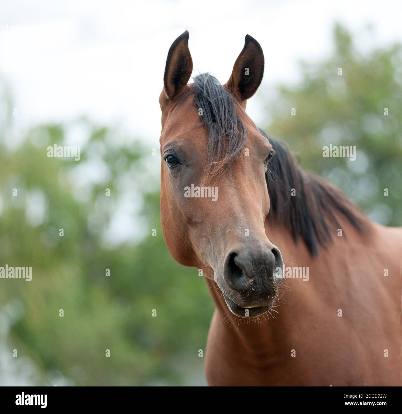 Pure blood arabian horse hires stock photography and images Alamy
