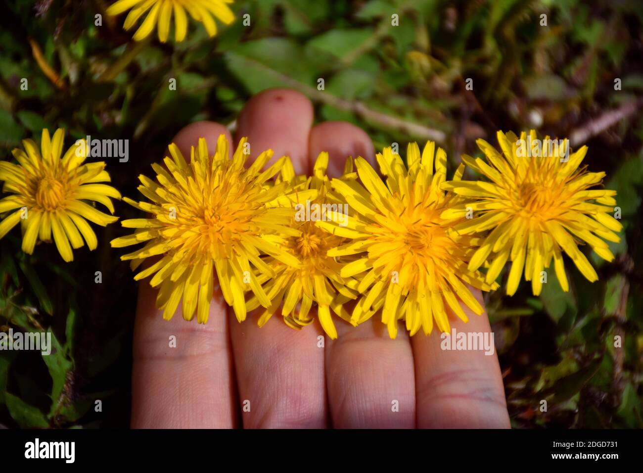 Dandelion flower clamped with fingers. Munilla, La Rioja. Stock Photo
