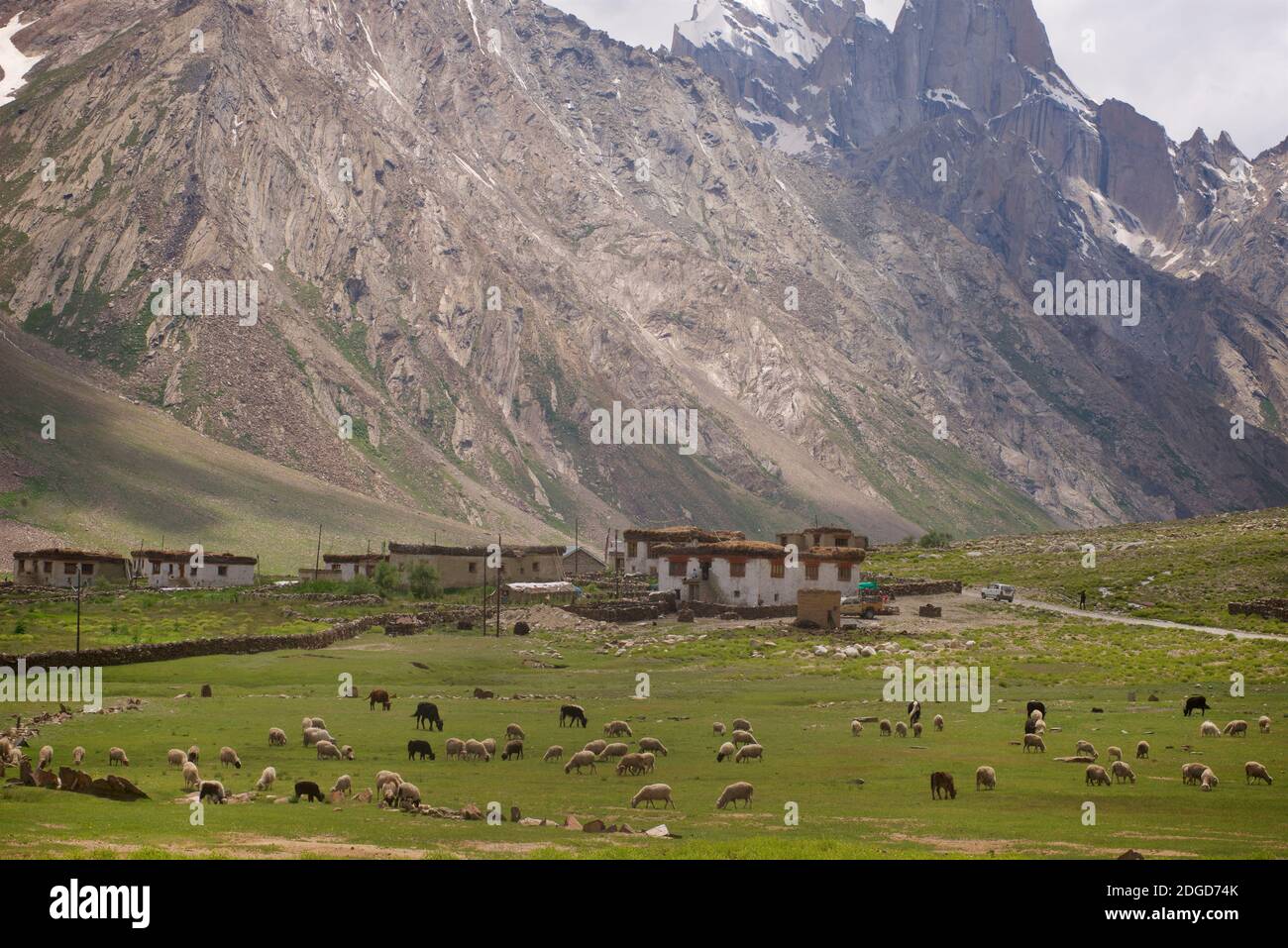 Sheep in the Suru Valley, , Rangdum,  Kargil district, Ladakh, Jammu & Kasmir, northern India Stock Photo