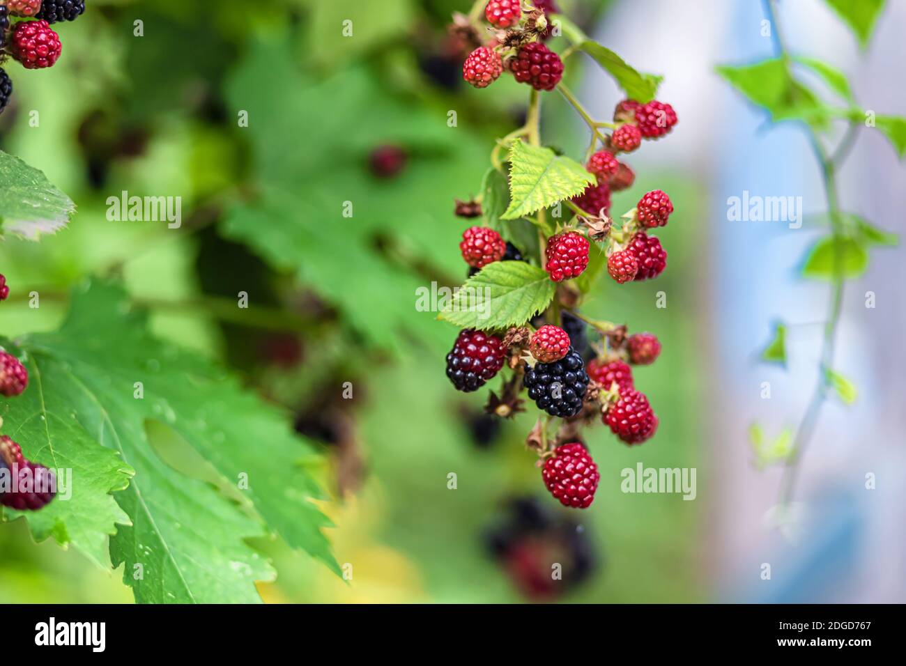 Large, ripe garden BlackBerry - ozhina Stock Photo