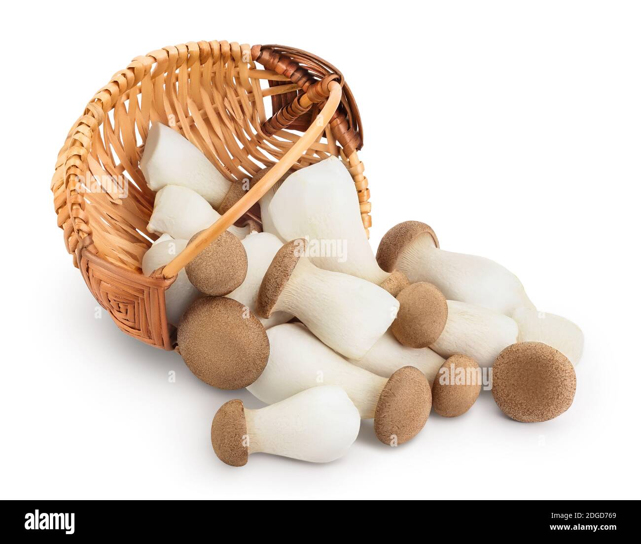 king-oyster-mushroom-or-eringi-in-wicker-basket-isolated-on-white