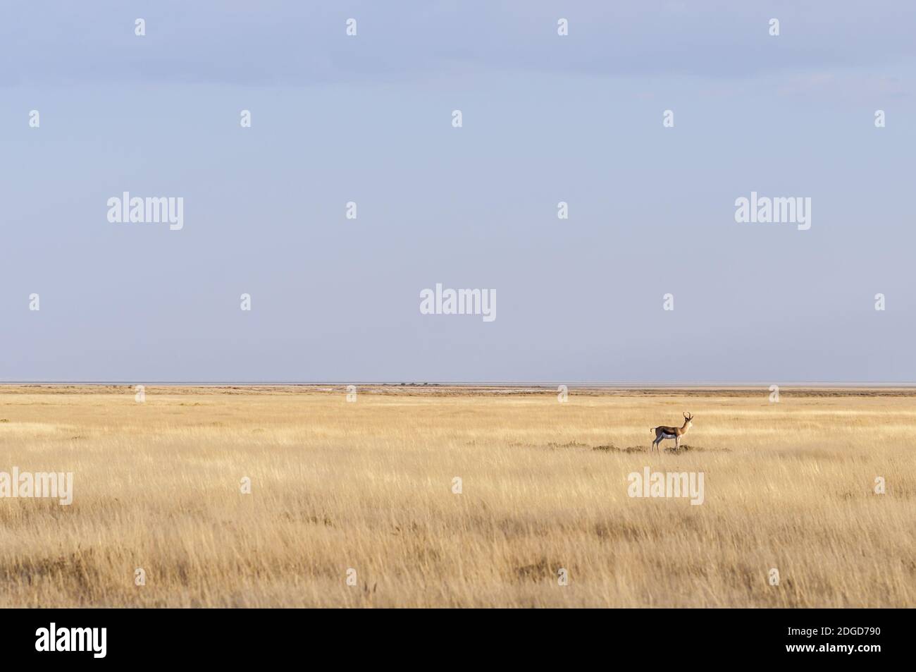 Springbok in the Etosha National Park, Namibia, Africa. Stock Photo