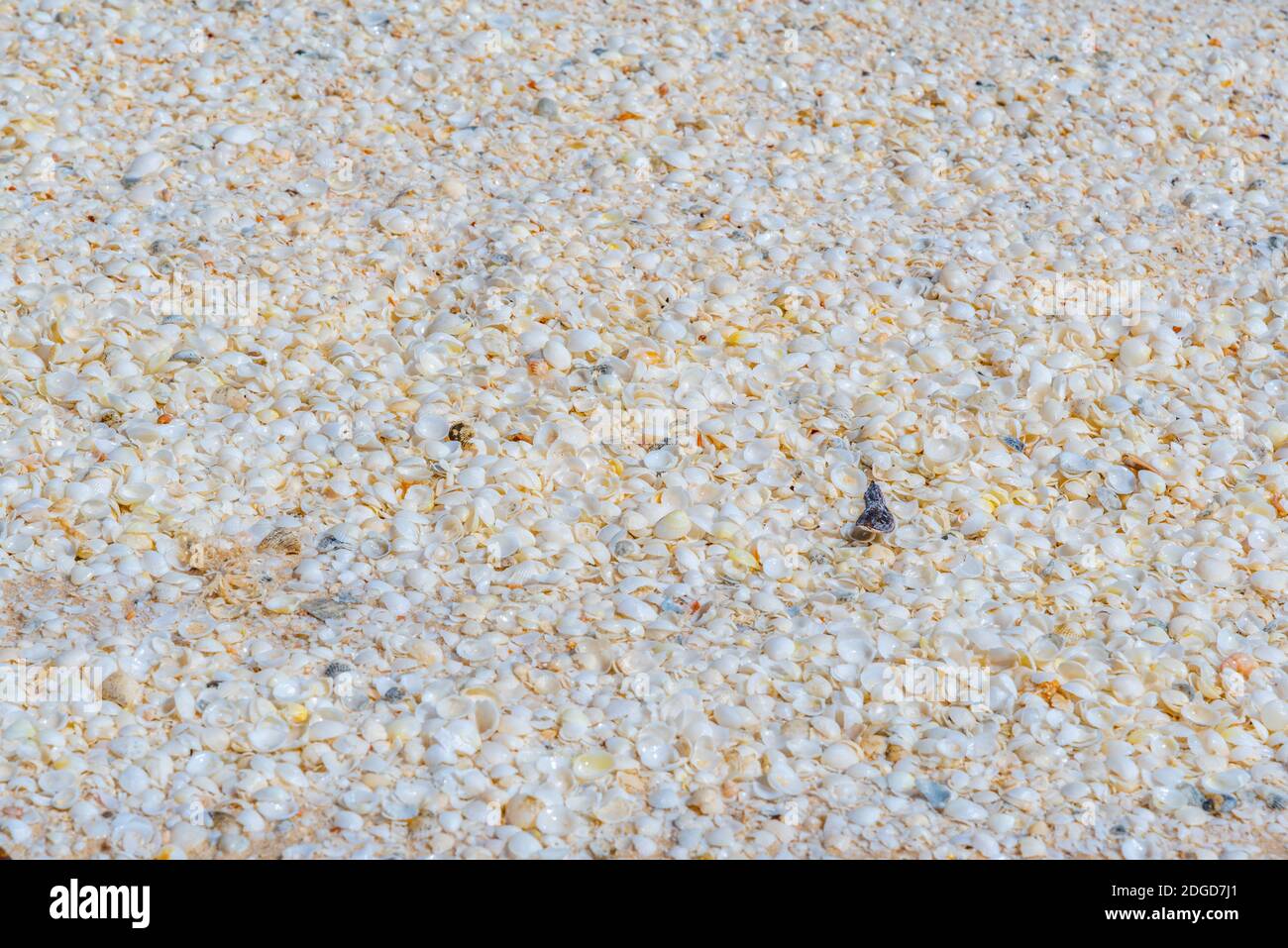 shells at the shell beach in Australia Stock Photo - Alamy