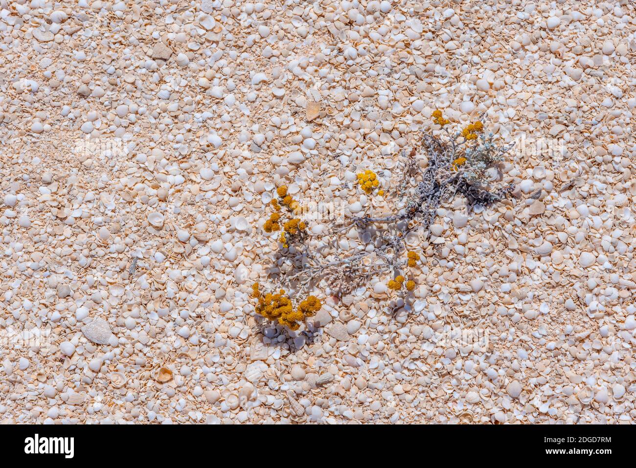 shells at the shell beach in Australia Stock Photo - Alamy