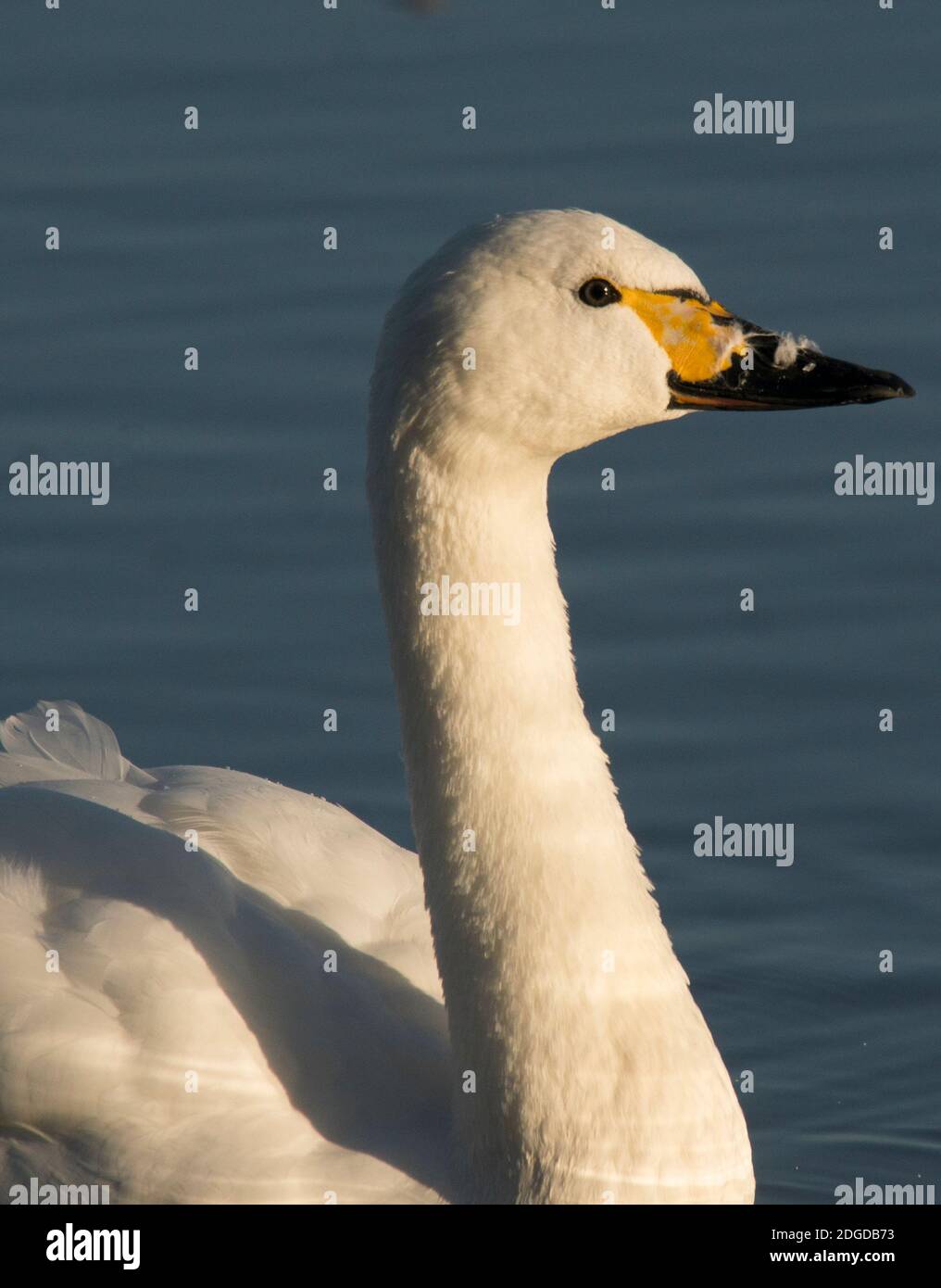 Bewick's Swan, Slimbridge, Gloucestershire, England, UK.The UK's smallest Swan. Stock Photo